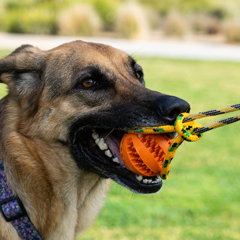 Runball Outdoor Rope and Ball Dog Toy for Dog Training, Exercise, Agility, Chase, Pull, and Tug of War, 10 ft Rope, 2.75 Inches Durable Rubber Orange Ball, for Medium and Large Dogs - BeesActive Australia
