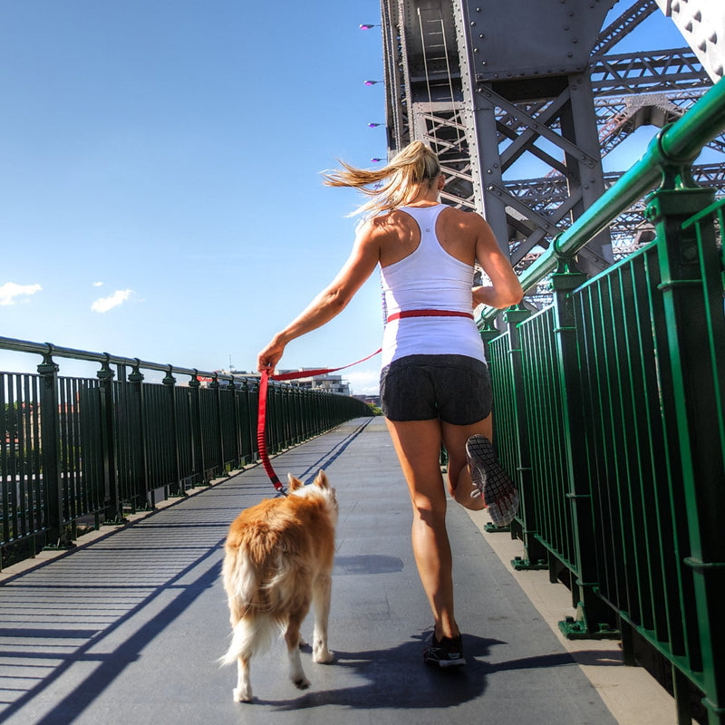 EzyDog Road Runner Hands Free Walking, Jogging, and Running Zero Shock Bungee Dog Leash with Reflective Stitching and Adjustable Waist Belt Red - BeesActive Australia