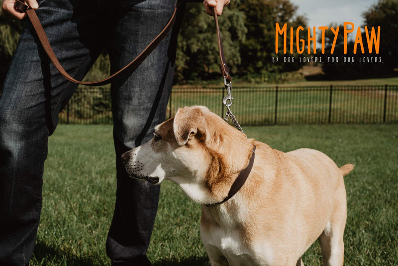 Mighty Paw Leather Training Collar, Martingale Collar, Stainless Steel Chain - Premium Quality Limited Chain Cinch Collar. Medium Brown - BeesActive Australia