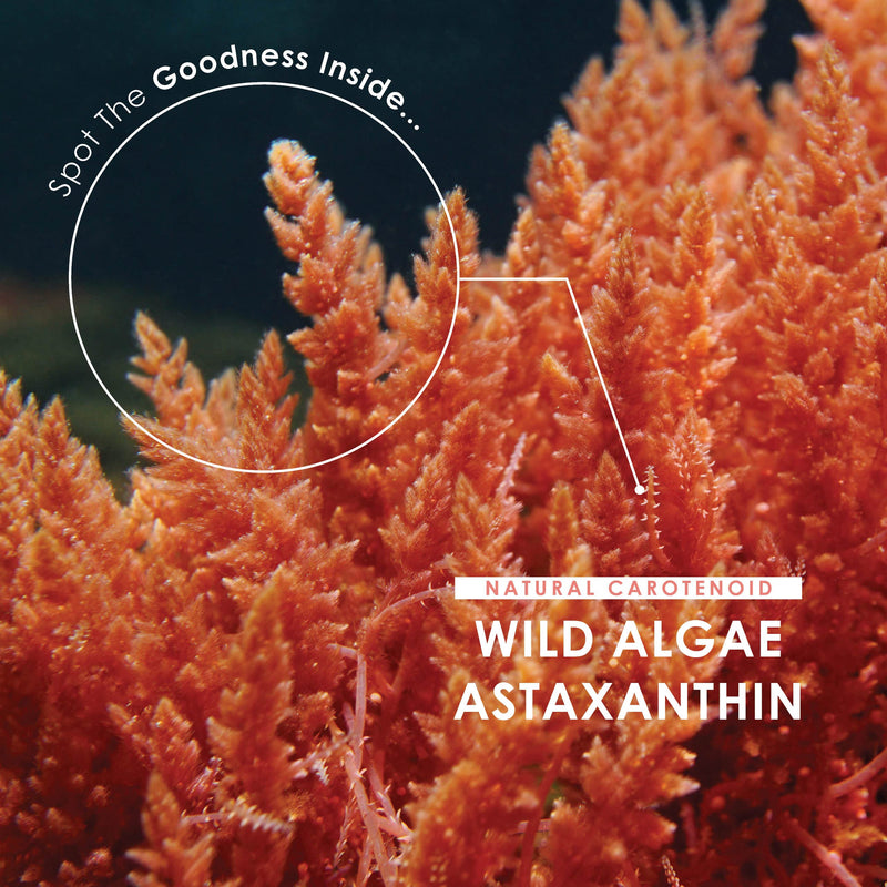 Wild-Algae Astaxanthin Softgel - 18mg - High Potency Antioxidant - Made with Olive Oil for Better Bioavailability - 90 Softgels - No Additives � Non-GMO, Gluten Free. (1 Pack) 1 Pack - BeesActive Australia