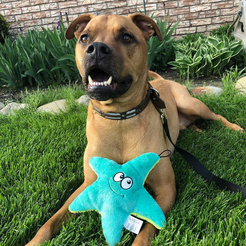 Snuggle Puppy Tender-Tuffs Easy Grab - Small Squeaky Soft Plush Starfish Dog Toy - Great for Puppies and Adult Dogs - BeesActive Australia