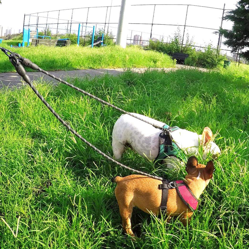 Taglory Double Dog Leash, Reflective Dual Dog Leash, 360 Swivel No Tangle Walking Double Leash for Puppy Small Dogs 30 Inch (Pack of 1) Purple - BeesActive Australia