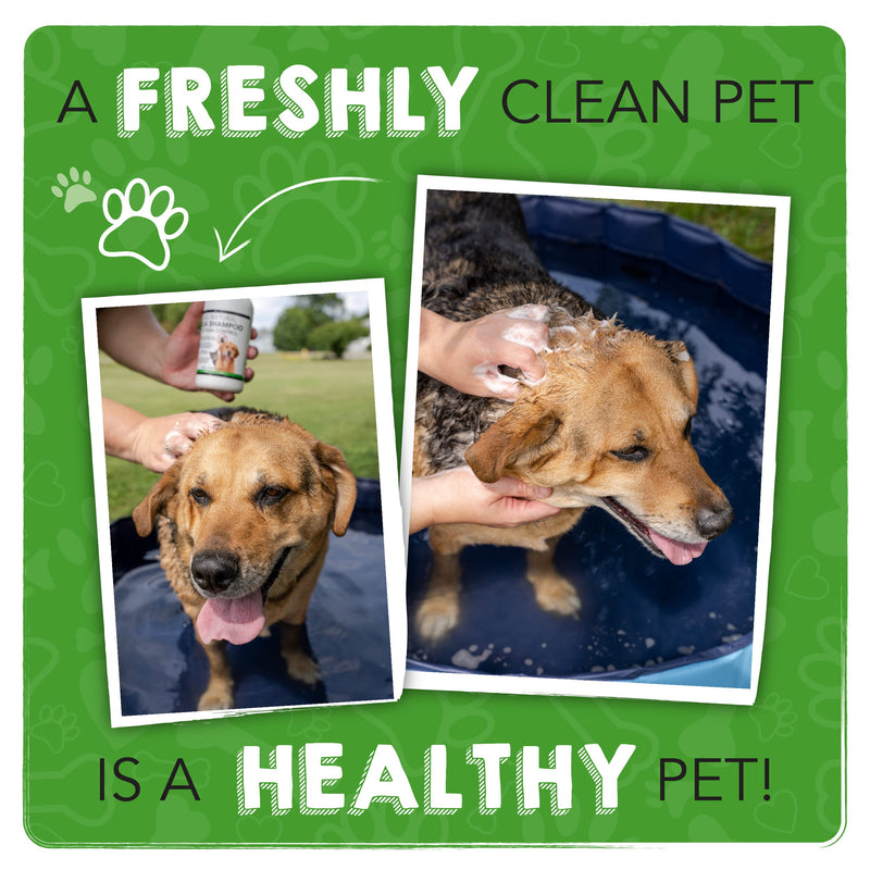 The Healthy Dog Co - Flea Shampoo for Dogs - Flea and Tick Shampoo for Dogs - Dog Flea Shampoo - Dog Shampoo Flea and Tick - Dog Flea and Tick Shampoo - Puppy Flea Shampoo - Flea and Tick Shampoo 16oz - BeesActive Australia
