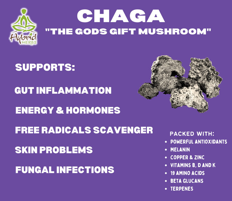 HYBRID HERBS � Organic Wild Chaga Mushroom | 10:1 Extract Powder | Natural Supplement | Immune, Skin & Brain Support | Rich in Antioxidants, Beta Glucans & Terpenes | 56 Servings (56g) - BeesActive Australia