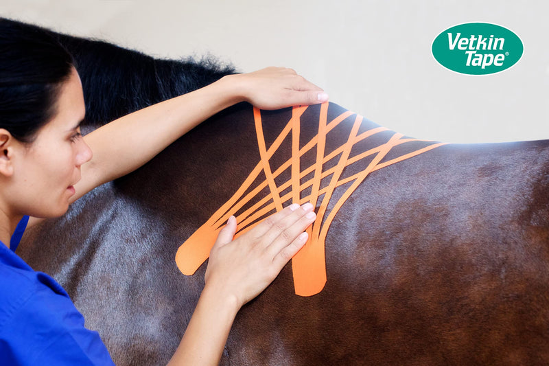 VETKIN VetkinTape® Veterinary Kinesiology Tape | Taping for Horses & Dogs | Equine & Canine kinesiotape | Latex Free and TÜV Quality Mark Certified | 1.2 inch - (3cm-5m) | Pack of 2 roll | Orange - BeesActive Australia