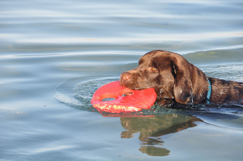 Rogz Flying Object Frisbee Dog Toy Red - BeesActive Australia