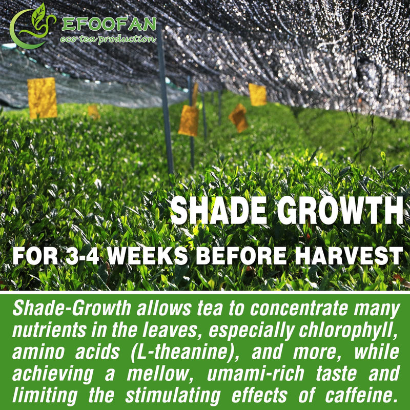 EFOOFAN Organic Matcha Green Tea - Culinary Grade (3.5OZ) - Japanese Sencha Tea Flavor - Shade Grown & First Harvest - Suit for Cooking, Baking, Blends or Latte 3.52 Ounce (Pack of 1) - BeesActive Australia