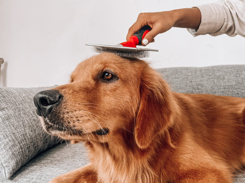 Tuff Pupper Slicker Dog Brush | Large Comb Head for Large & Medium Dogs | Pet Grooming Brush for Shedding Coat Fur | Gently Remove Tangled, Loose Undercoat and Mats Hair | Pet Grooming Brush Tool - BeesActive Australia