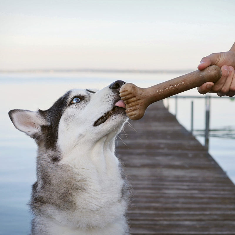 Lumabone Bulkster Durable Chew Toy for Aggressive Chewers, Made in USA REAL Bacon Medium - BeesActive Australia