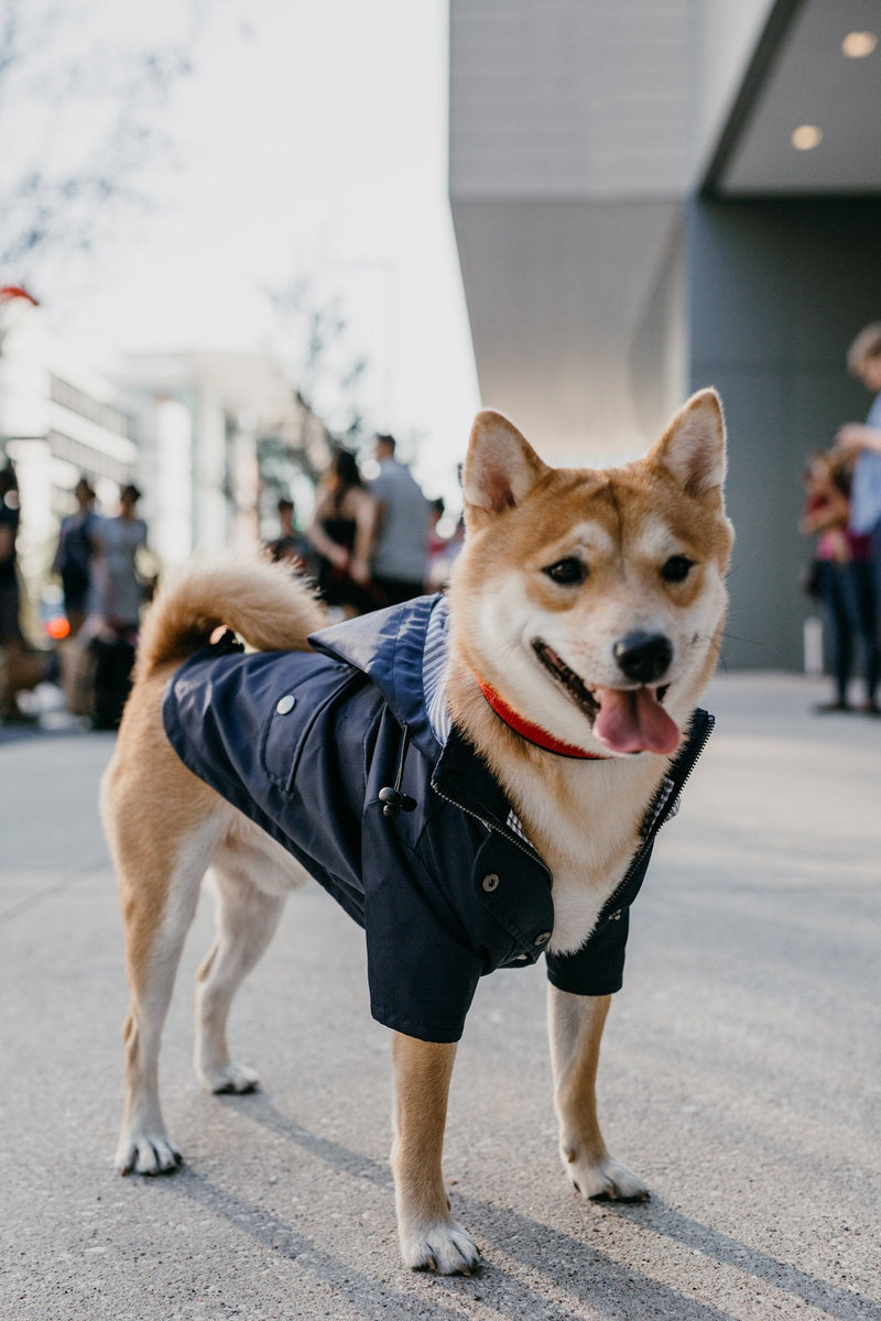 Navy Blue Zip Up Dog Raincoat with Reflective Buttons, Pockets, Rain/Water Resistant, Adjustable Drawstring, & Removable Hood - Size XS to XXL Available - Stylish Premium Dog Raincoats by Ellie L - BeesActive Australia
