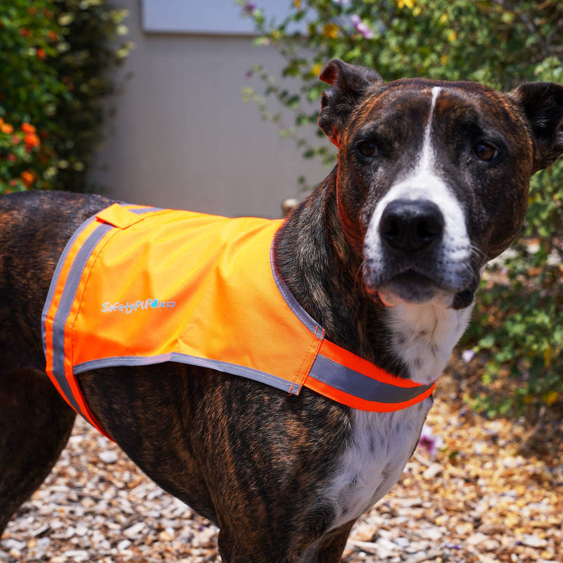 SafetyPUP XD Lite Dog Vest. Coverage to Mid Back. Reflective Hi Visibility Blaze Orange Fluorescent Fabric Helps to Keep Them in Sight and Safe On and Off Leash. Large - BeesActive Australia