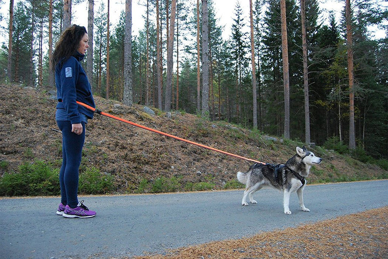 SGODA Dog Leash Hands Free Bungee Leash for Walking Running Training,Nylon Dog Lead with Soft Padded Waist Belt Large length 6.5-11Feet Red - BeesActive Australia