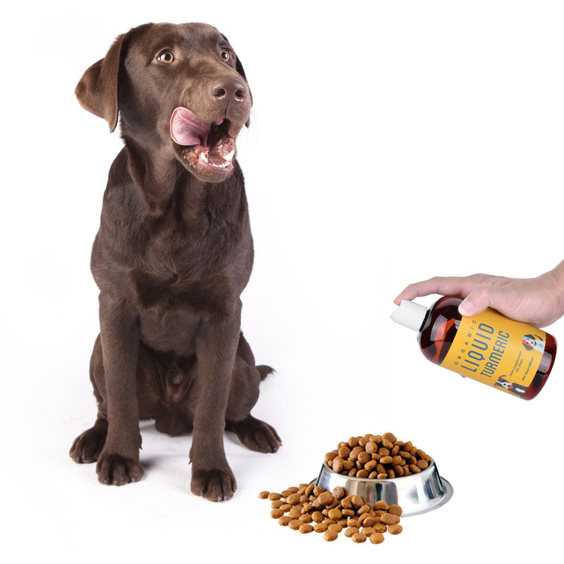 Kangaroo Dogs Organic Turmeric Curcumin Dog Joint Supplement - Liquid for Faster and Better Absorbtion, 95% Curcuminoids Natural Dog Joint Supplement Liquid 8oz - BeesActive Australia