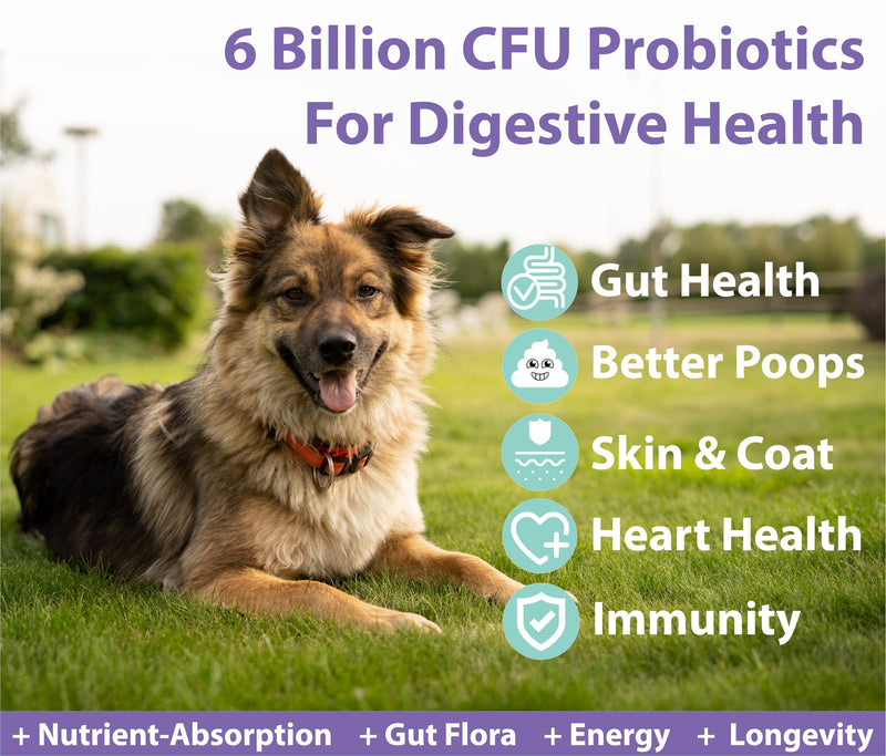 Googipet digestive probiotics for dogs - dog probiotics and digestive enzymes - All-Natural Dog Probiotic Chews W/ Prebiotics & Pumpkin, Helps Dog Diarrhea, Constipation, Digestion, Allergy & Immunity Duck - BeesActive Australia