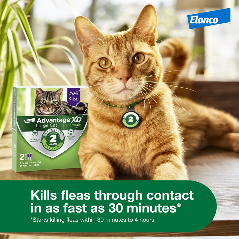 Advantage XD Long-Lasting Flea Prevention & Treatment for Large Cats (Over 9 lbs) 1 Pack - BeesActive Australia