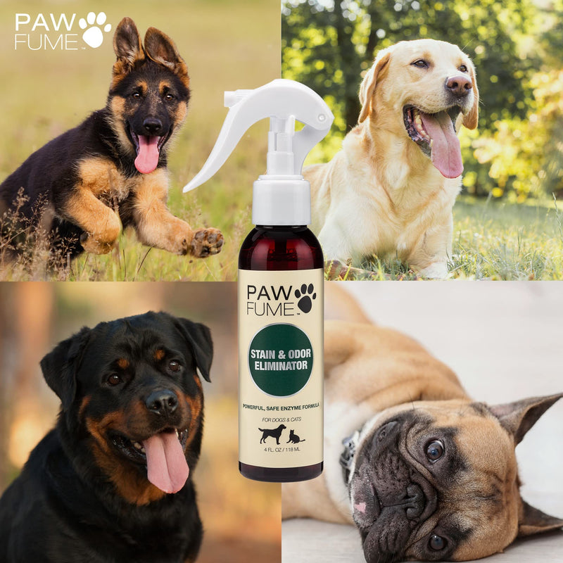 PAWFUME Stain & Odor Eliminator Pet Urine Enzyme Cleaner - Enzymatic Cleaner for Dog Urine Enzyme Cleaner - Cat Pee Enzyme Cleaner & Pet Stain and Odor Remover - Enzyme Cleaner for Cat Urine (4oz) Pack of 1 - BeesActive Australia