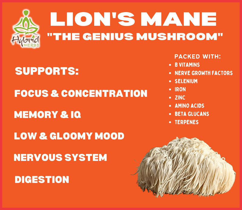 HYBRID HERBS � ORGANIC LIONS MANE MUSHROOM | 10:1 Extract Powder Lion�s Mane | Natural Nootropic Supplement for Focus, Concentration, Cognitive Brain Boost | Hericium Erinaceus | 56 Servings (56g) - BeesActive Australia