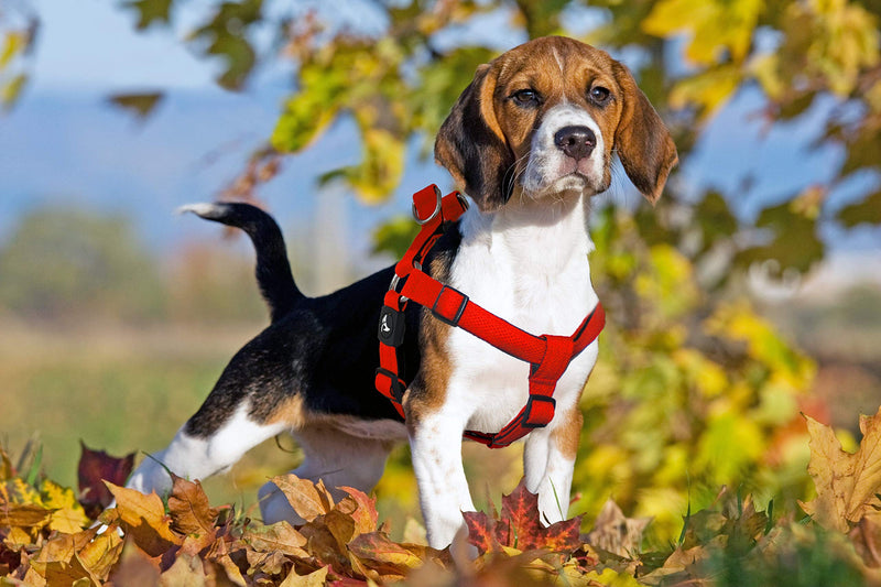 Kruz PET KZA201 Step In Mesh Dog Harness – No Pull, Easy Fit Adjustable Pet Harness – Comfortable, Lightweight Padded Harness for Walking or Training Small, Medium, or Large Dogs Black - BeesActive Australia