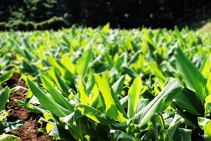 Yakushima Spring 300 Turmeric Whole Set of 2 approx. 2 Months Minutes - BeesActive Australia