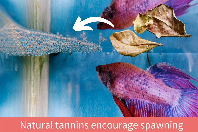 Snout and Shell 10 Mangrove Botanical Leaves - Fish & Aquarium Natural Decor for Aquatic Pets - BeesActive Australia