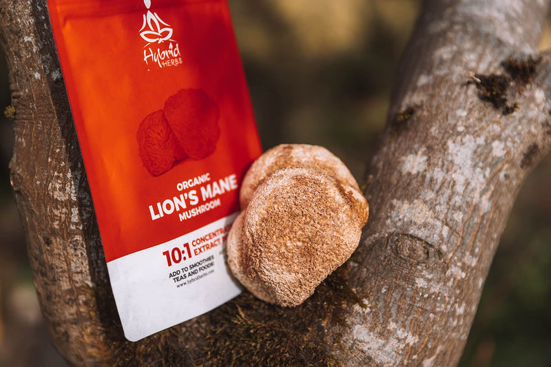 HYBRID HERBS � ORGANIC LIONS MANE MUSHROOM | 10:1 Extract Powder Lion�s Mane | Natural Nootropic Supplement for Focus, Concentration, Cognitive Brain Boost | Hericium Erinaceus | 56 Servings (56g) - BeesActive Australia