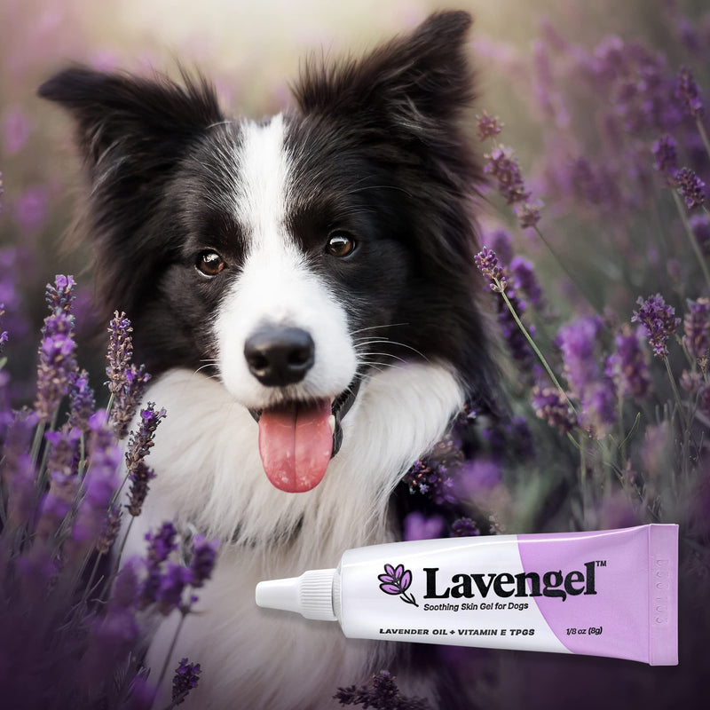 Lavengel Dog Skin Care Gel - Highly Concentrated Antimicrobial Ointment Relieves Itchy Skin and Heals Wounds Naturally, First-Aid for Skin Irritations, Hotspots, Sores, and Acne, We Support Rescues - BeesActive Australia