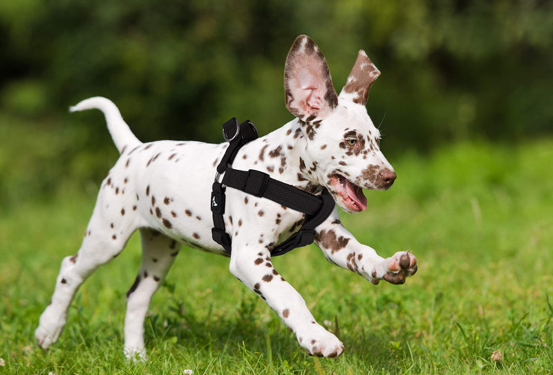Kruz PET KZA201 Step In Mesh Dog Harness – No Pull, Easy Fit Adjustable Pet Harness – Comfortable, Lightweight Padded Harness for Walking or Training Small, Medium, or Large Dogs Black - BeesActive Australia