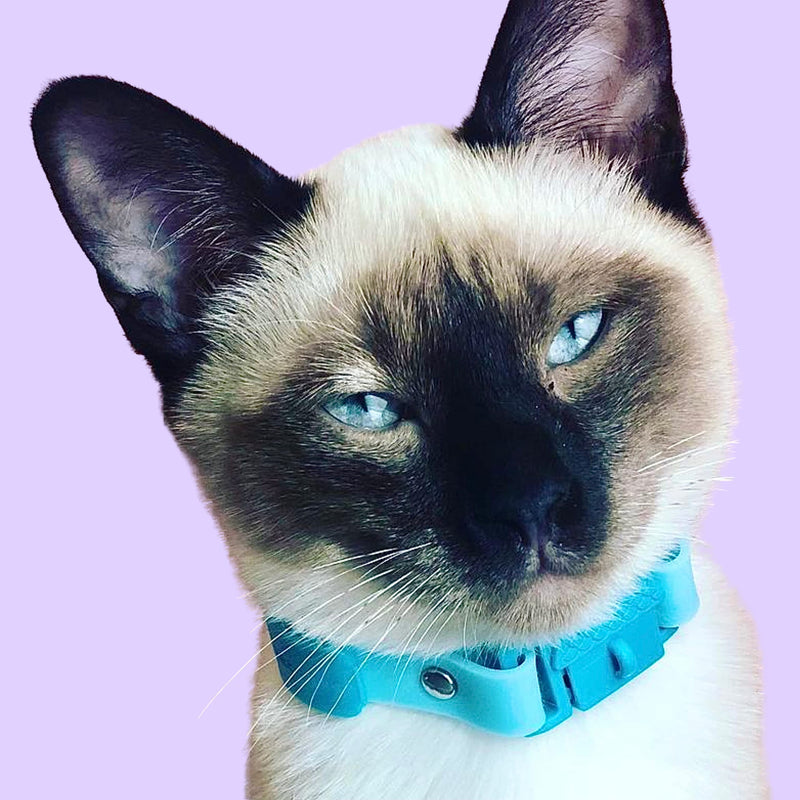 Kittyrama Cat Collar. Award Winning. Breakaway. Vet Approved. As Seen in Vogue. Other Styles Available Kitten KITTEN Aqua - BeesActive Australia