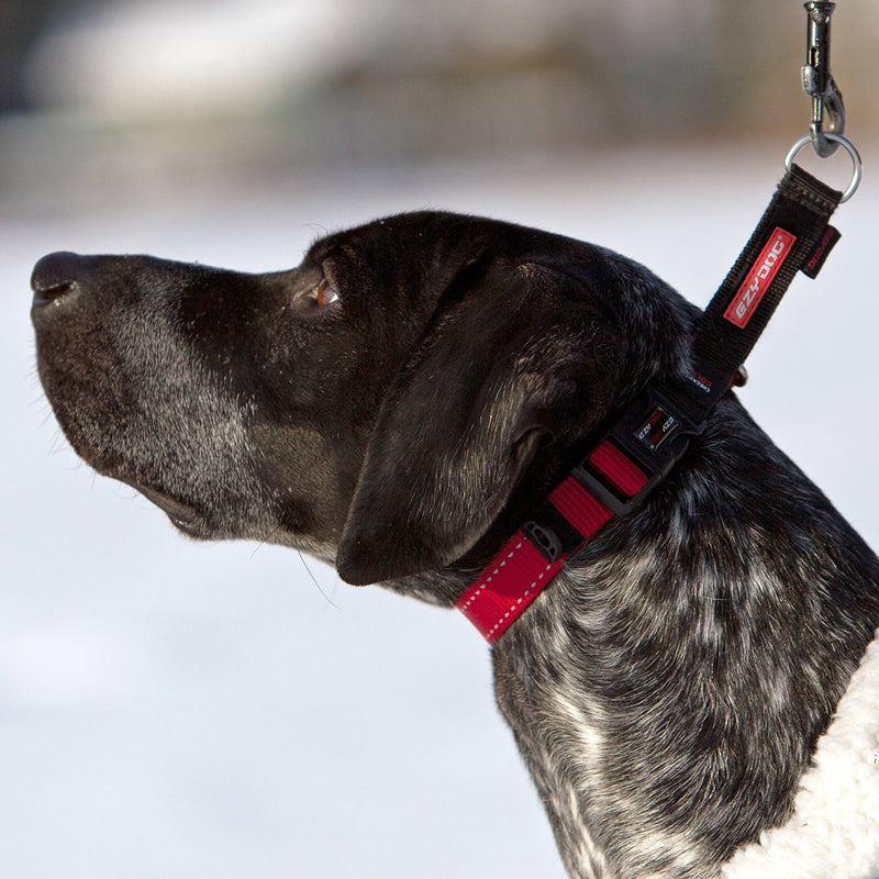EzyDog Checkmate Martingale-Style Training and Correction Dog Collar Large Blue - BeesActive Australia