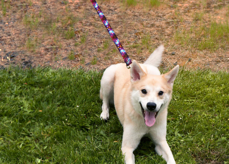 Moose Pet Wear Deluxe Dog Leash - Patterned Heavy Duty Pet Leashes, Made in The USA – 1 Inch x 4 Feet, Rainbow Stripe - BeesActive Australia