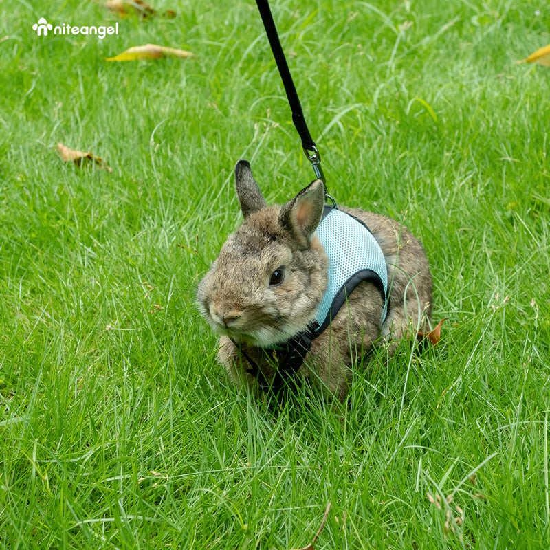 Niteangel Adjustable Soft Harness with Elastic Leash for Rabbits (M, Black) Medium Blue - BeesActive Australia