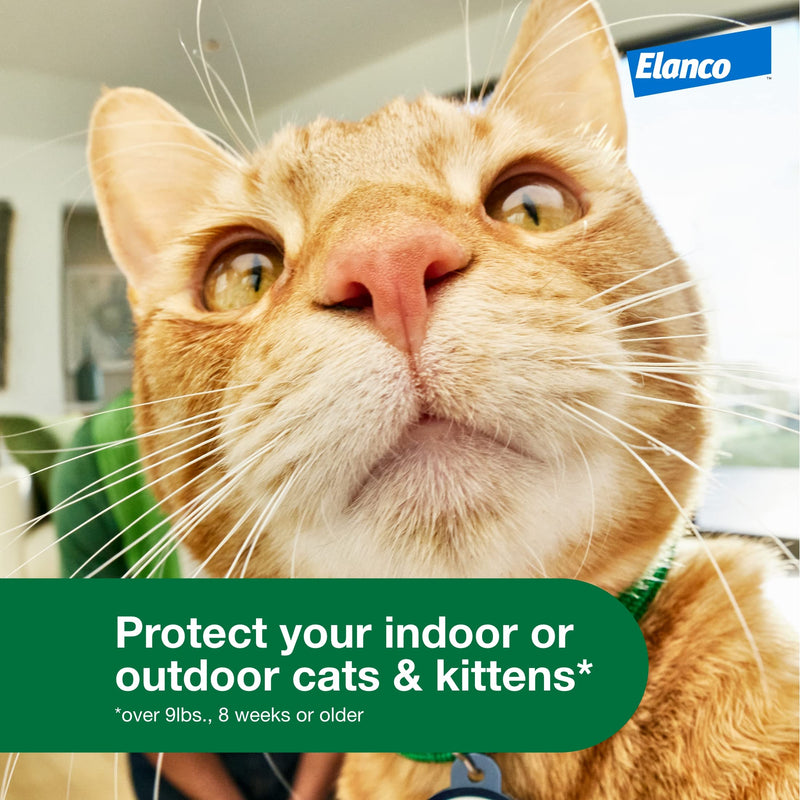 Advantage XD Long-Lasting Flea Prevention & Treatment for Large Cats (Over 9 lbs) 1 Pack - BeesActive Australia