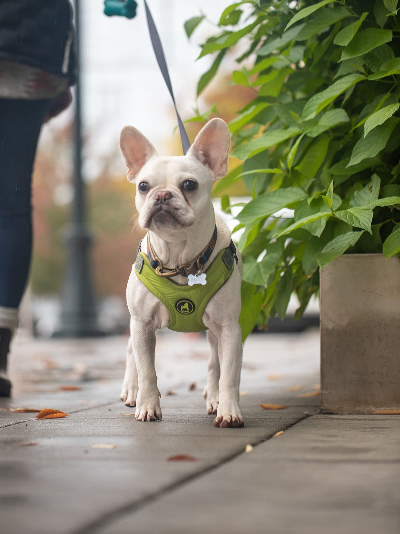 Gooby Escape Free Memory Foam Harness - No Pull Step-in Small Dog Harness with Four Point Adjustment - Perfect on The Go Dog Harness for Medium Dogs No Pull and Small Dogs for Indoor and Outdoor Use Green Medium Chest (14.25~21.5") - BeesActive Australia