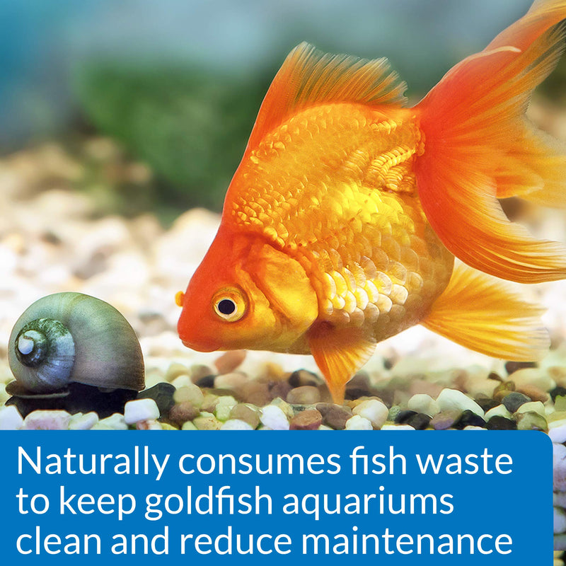 API GOLDFISH PROTECT Aquarium Water Conditioner 4-Ounce Bottle - BeesActive Australia