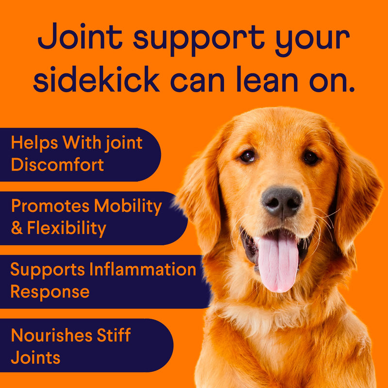 Finn Hip and Joint Supplement for Dogs | Glucosamine, Chondroitin & MSM for Arthritis, Inflammation, and Mobility Support | with Turmeric, BioPerine and B-Vitamins | 90 Soft Chew Treats - BeesActive Australia