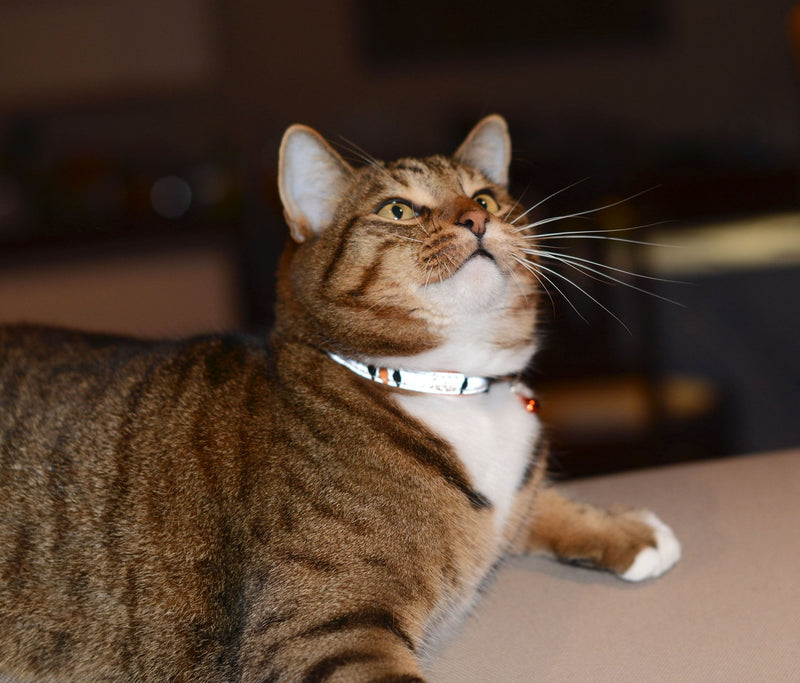 Rogz Reflective Cat Collar with Breakaway Clip and Removable Bell, Fully Adjustable to fit Most Breeds, Orange Bird Design - BeesActive Australia