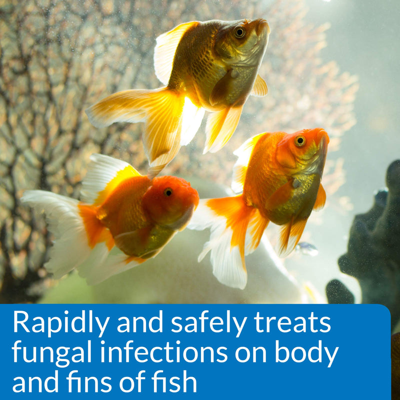 API PIMAFIX Fish remedy, Contains all-natural extract from West Indian Bay Trees to rapidly and safely treats fungal infections on fish body and fins, Use daily for a week when treating infections 4-Ounce - BeesActive Australia