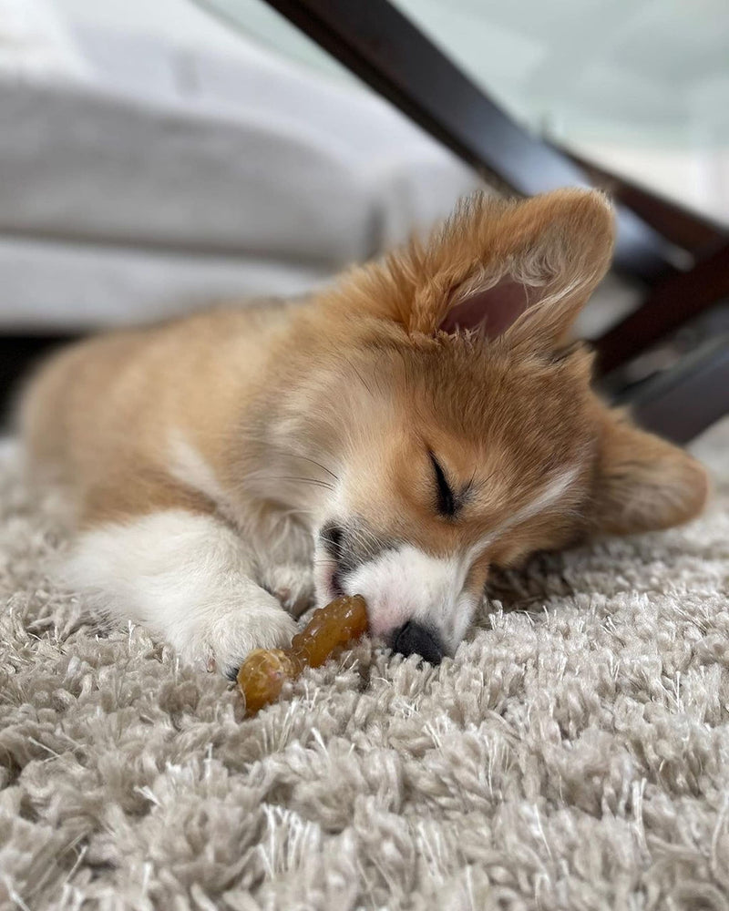 Nylabone Puppy Chew Ring Bone Chicken Medium/Wolf Flavor Medley & Chicken Flavor X-Small/Petite (1 Count) - BeesActive Australia