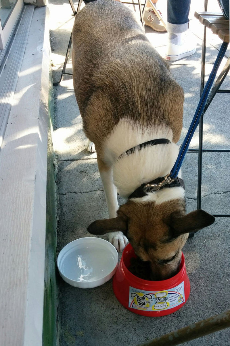 Travel Dog Bowl with a Screw Top Lid - 'Ohana Bowl - Holds 2 Cups of Food Red - BeesActive Australia