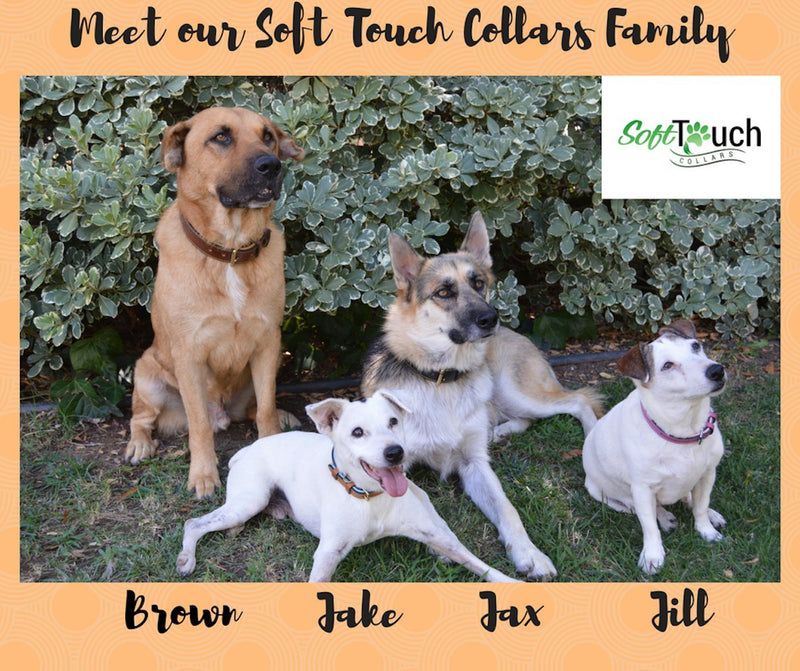 Soft Touch Collars - Luxury Real Leather Padded Dog Collar Large Brown - BeesActive Australia