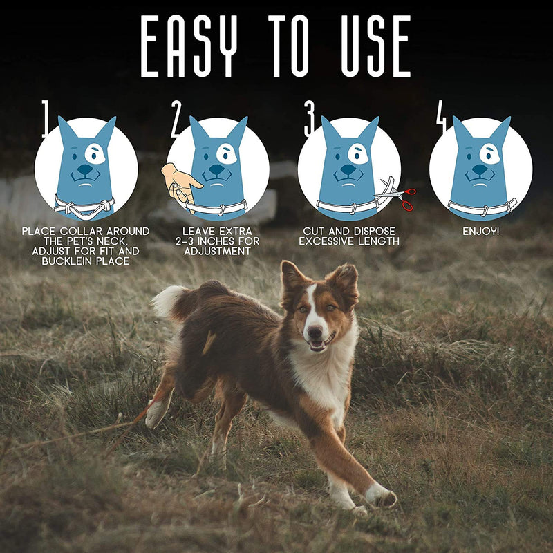 Flea and Tick Prevention for Dogs - Flea Collar - BeesActive Australia