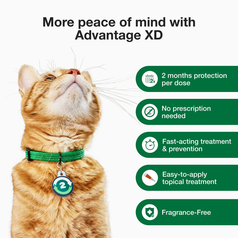 Advantage XD Long-Lasting Flea Prevention & Treatment for Large Cats (Over 9 lbs) 1 Pack - BeesActive Australia