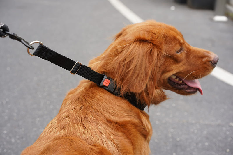 Martingale Collar for Dogs, No Pull Dog Collar for Small Medium Large Dogs, Dog Walking Collar for Pulling, Anti Pull Dog Martingale Training Collars with Buckle Large,2.5mm,25-Inch,18.5-23.5"Neck Black - BeesActive Australia