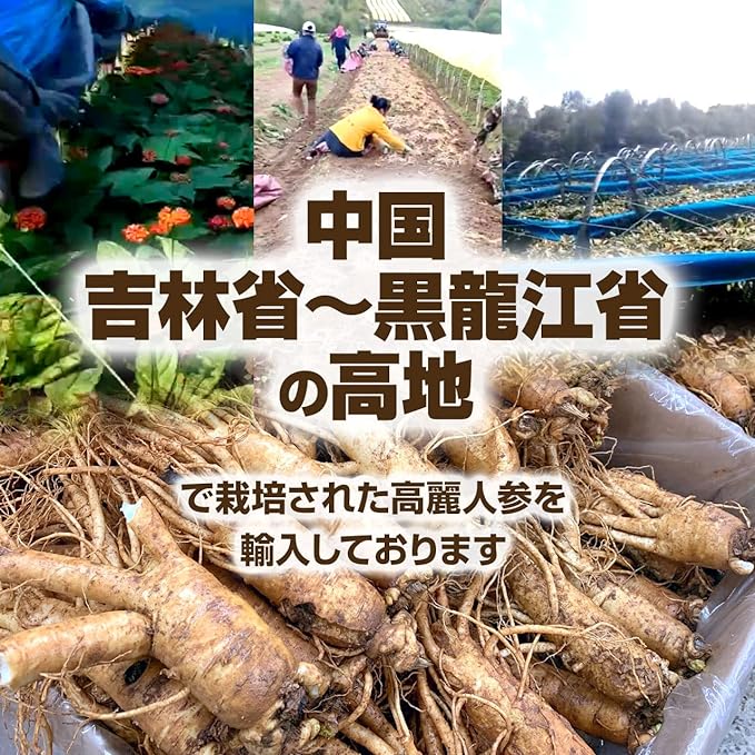 Ginseng Powder, 1.8 oz (50 g), Approx. 20 Day Supply, Health Market, Healthy Food, Additive-free, Granule, Extract, Powder, Supplement, Supplement - BeesActive Australia