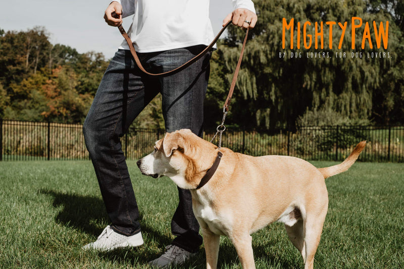 Mighty Paw Leather Training Collar, Martingale Collar, Stainless Steel Chain - Premium Quality Limited Chain Cinch Collar. Medium Brown - BeesActive Australia