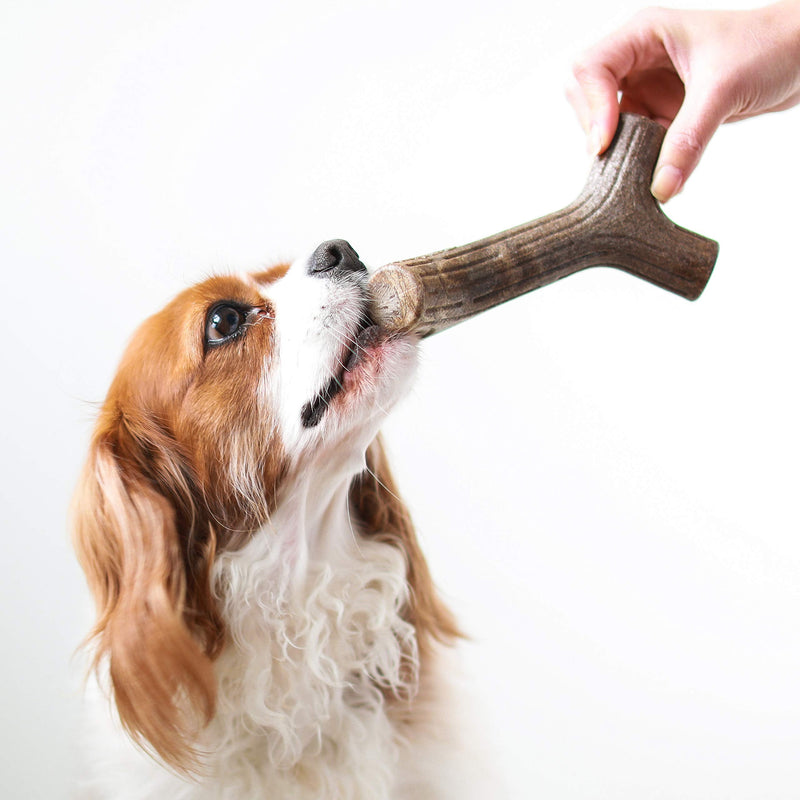 Benebone Maplestick/Bacon Stick Durable Dog Chew Toy for Aggressive Chewers, Made in USA REAL Maple Wood Medium - BeesActive Australia