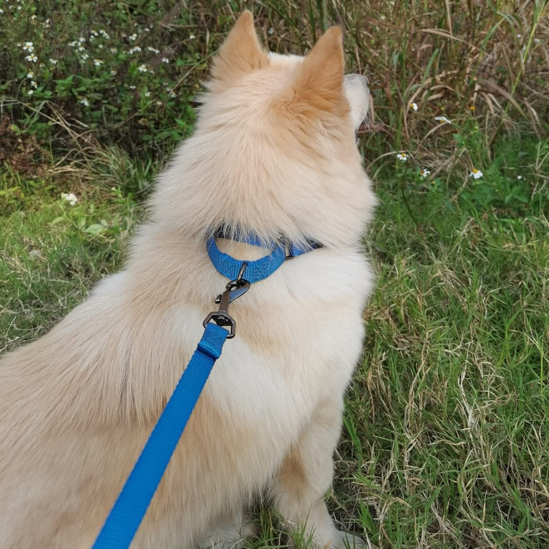 Cyclpet Nylon Adjustable Martingale Dog Collars,Comfort and Silky Training Dog Collar with Heavy Duty Clip for Active Dogs. Classic Blue Small - BeesActive Australia