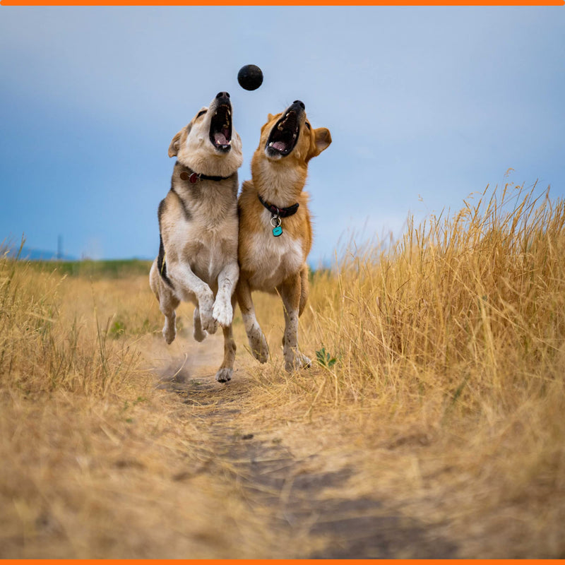 Ultra Durable Solid Dog Ball - Lifetime Replacement Guarantee - Aggressive Chewer Approved - Made in USA - Medium/Large Dogs - Safe & Non-Toxic Natural Rubber - Monster K9 Dog Toys - BeesActive Australia