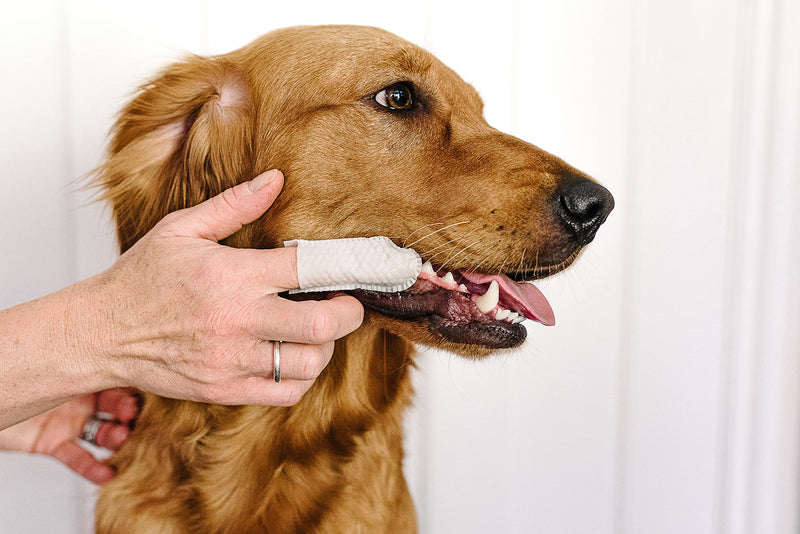 Dental Finger Wipes with Spearmint Oil for Dogs & Cats. Removes Plaque & Tartar, Care for Gums & No Rinsing Required. - BeesActive Australia