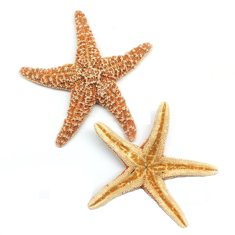PEPPERLONELY 1 PC Large Sugar Starfish, Brown Sugar Starfish, 6 Inch ~ 7 Inch - BeesActive Australia